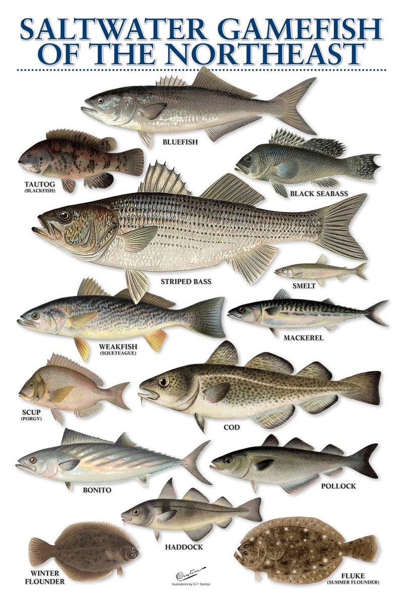 saltwater fish chart
